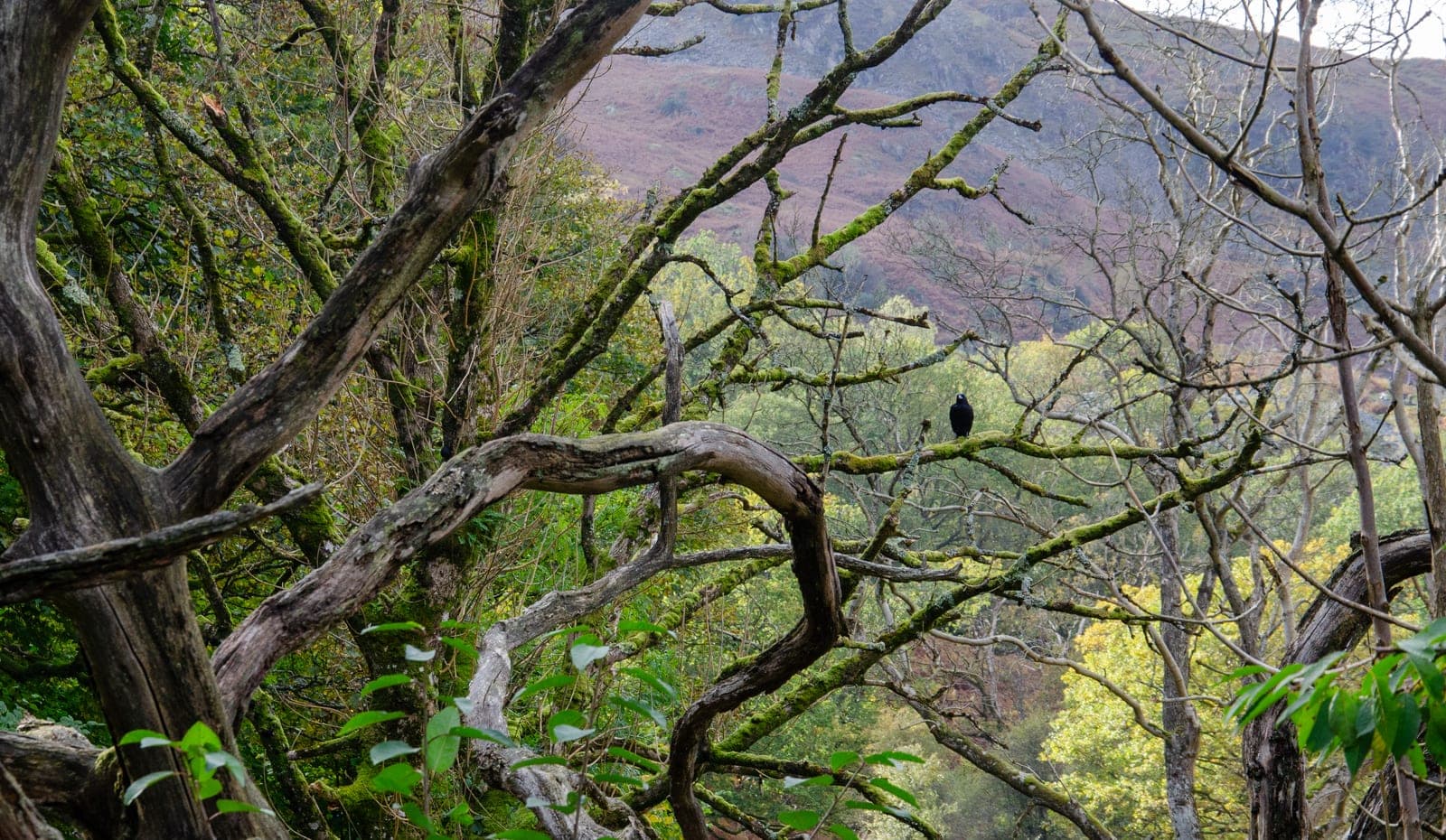 Rydal