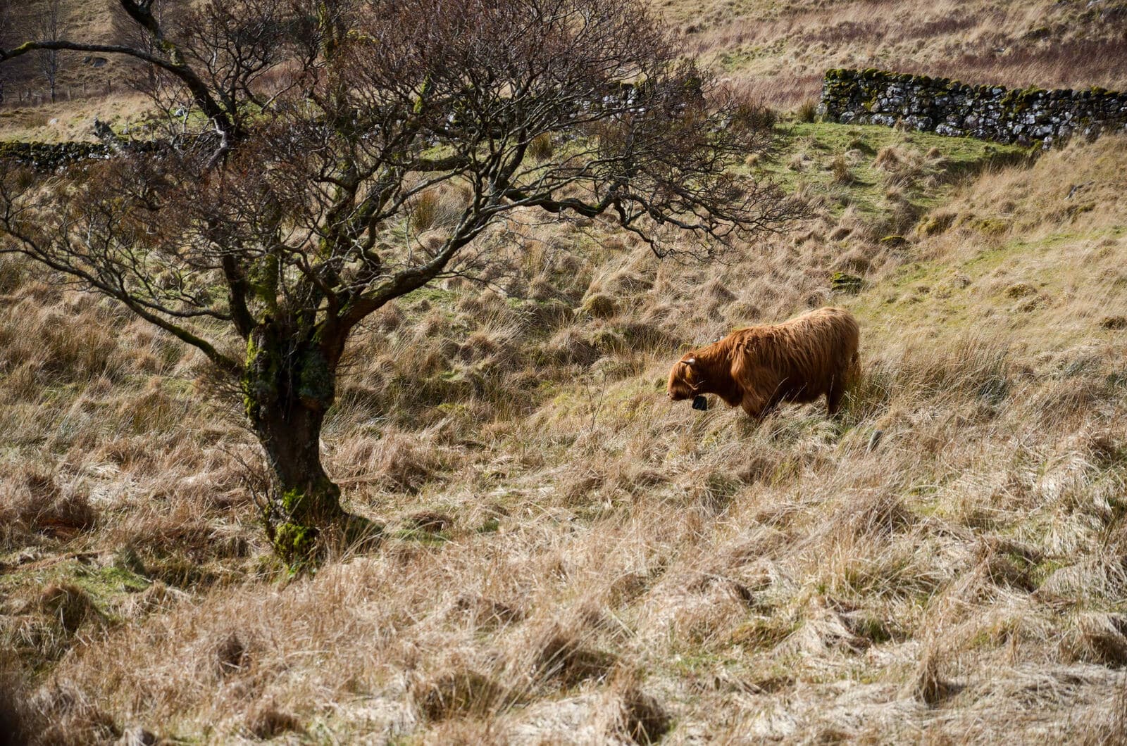 Glencoe