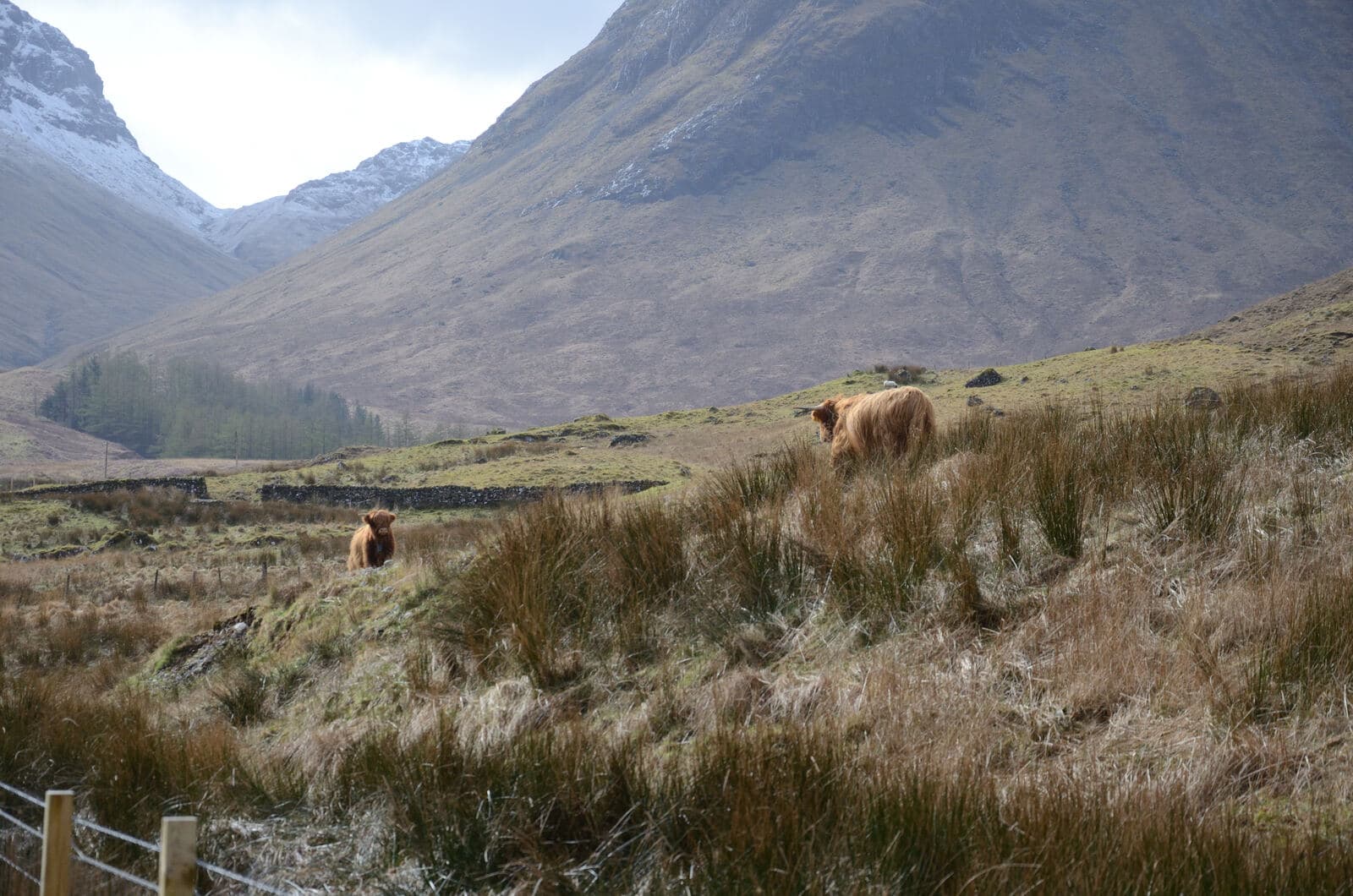 Glencoe